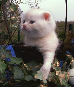 Desert Dance Scottish Fold Kater